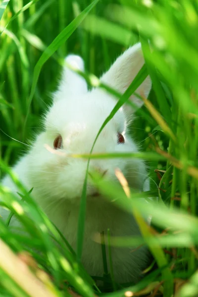 Niedliches weißes Kaninchen versteckt sich auf Wiese — Stockfoto