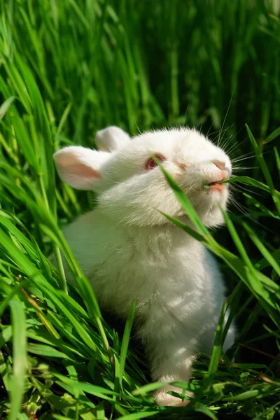 귀여운 하얀 토끼 잔디를 먹는다 — 스톡 사진