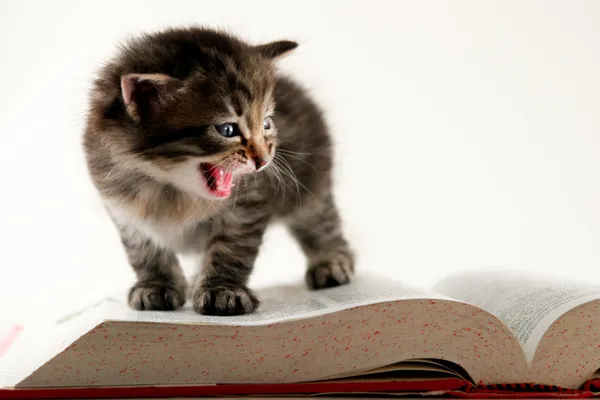 Котенок на книге — стоковое фото