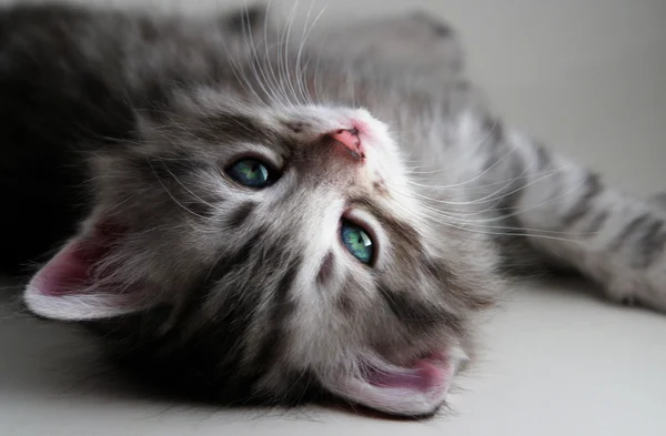 Yavru kedi aittir — Stok fotoğraf