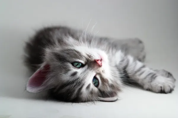 Котенок лежит - серый фон — стоковое фото