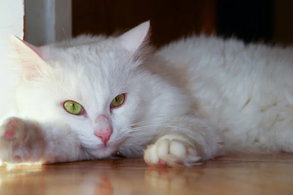 Білий кіт - ангора породи — стокове фото