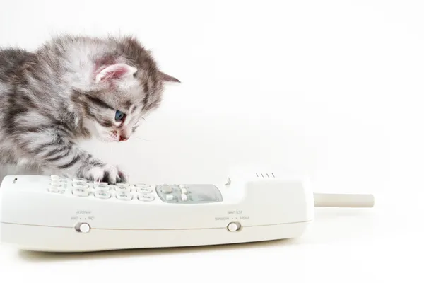Kattunge och trådlös telefon — Stockfoto