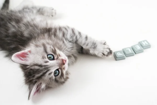 Kitten want help — Stock Photo, Image
