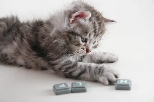 Kitten want help using alphabet letters — Stock Photo, Image