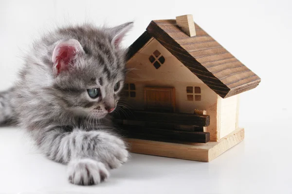 Kätzchen hat Immobilien - isoliert — Stockfoto