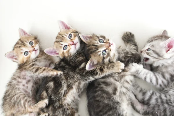 Koťata snáší - bílé pozadí — Stock fotografie