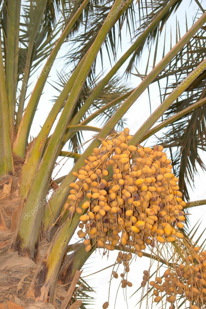 Dates palm tree