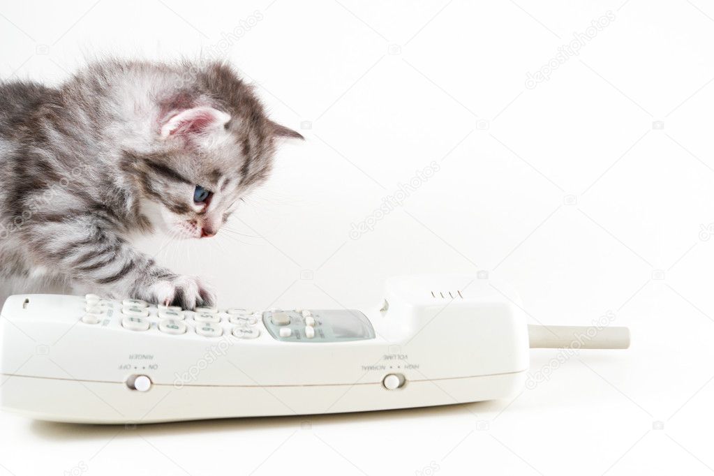 Kitten and wireles phone