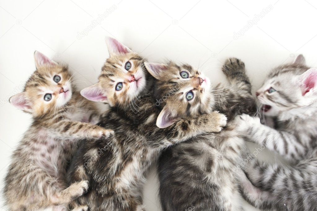 Kittens lays - white background