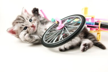 Kitten fallen bicycle clipart