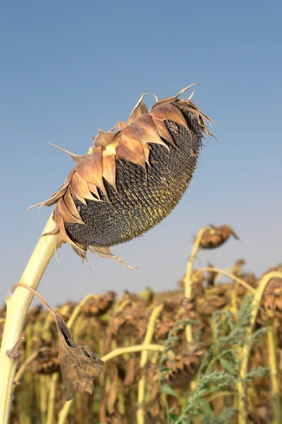Sunflower head with seeds in field — Stock Photo, Image