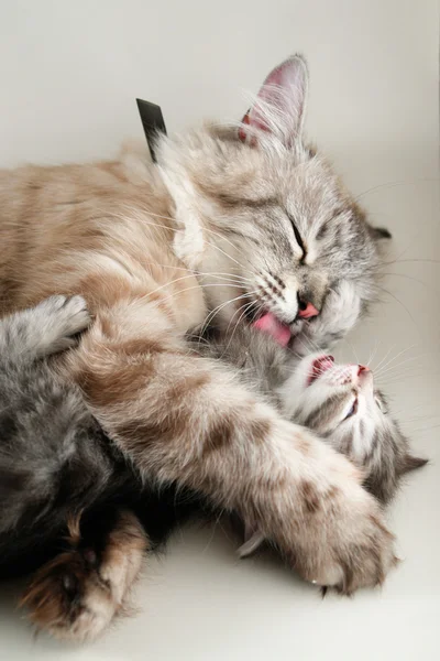 Cat and her kitten hugs — Stock Photo, Image