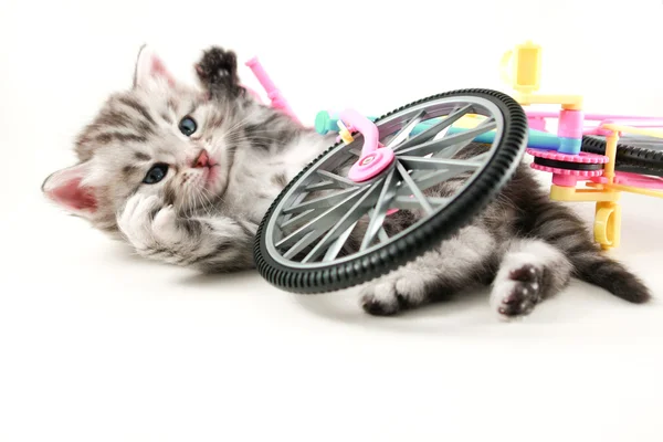 Kitten bicicleta caída — Fotografia de Stock