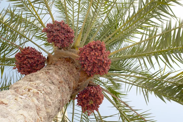 Dates palm tree — Stock Photo, Image