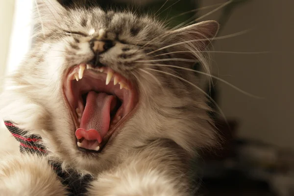 Γάτα μουγκρίζει — Φωτογραφία Αρχείου