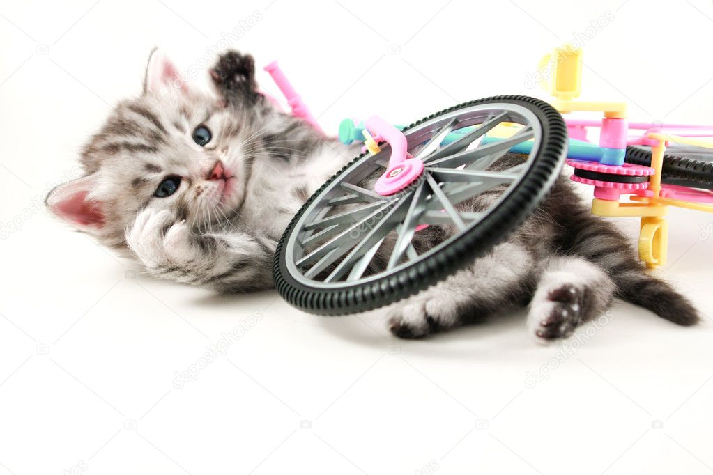 Kitten fallen bicycle