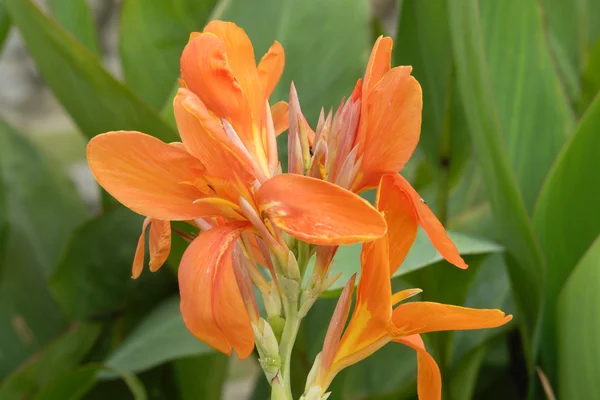 stock image Tropical flower