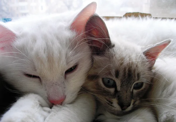 Dvě kočky — Stock fotografie
