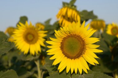 zonnebloem close-upAyçiçeği yakın çekim