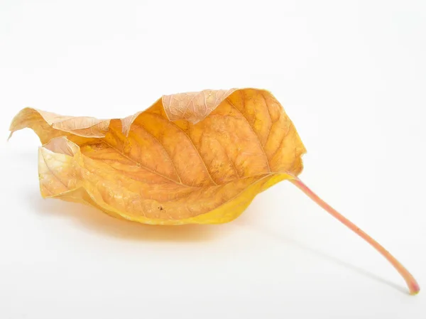 Осенний лист на белом фоне Стоковое Изображение