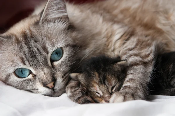 Gato e seu gatinho dormem — Fotografia de Stock