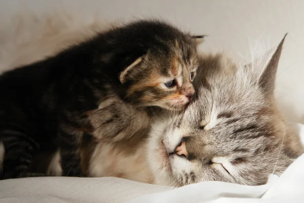 Кот и ее котенок спят — стоковое фото