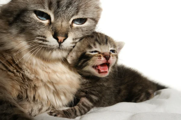 Katze und ihr Kätzchen schlafen — Stockfoto