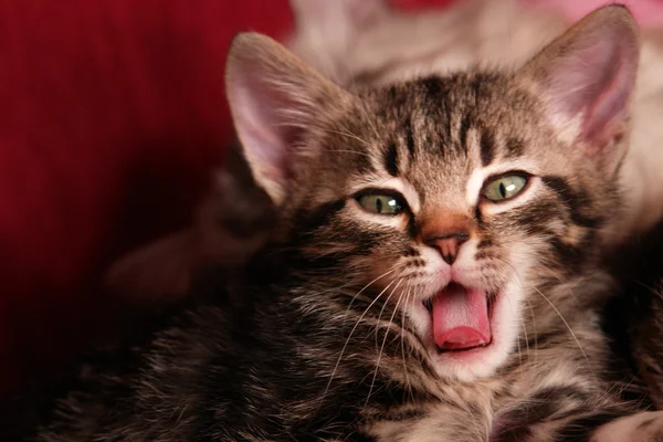 고양이-절연 — 스톡 사진