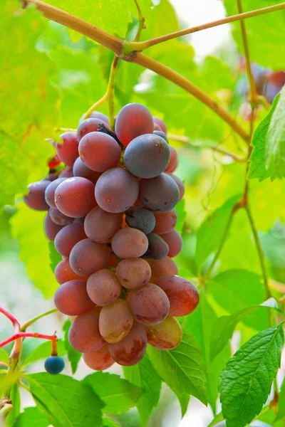 Виноград на ветке Лицензионные Стоковые Фото
