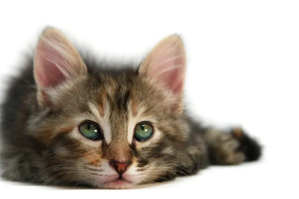 Izole kedi yavrusu- Stok Fotoğraf