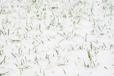 Grass & snow clipart