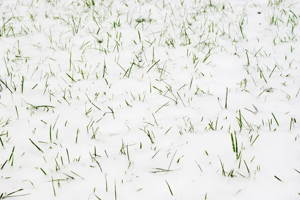 Gras & Schnee Stockbild