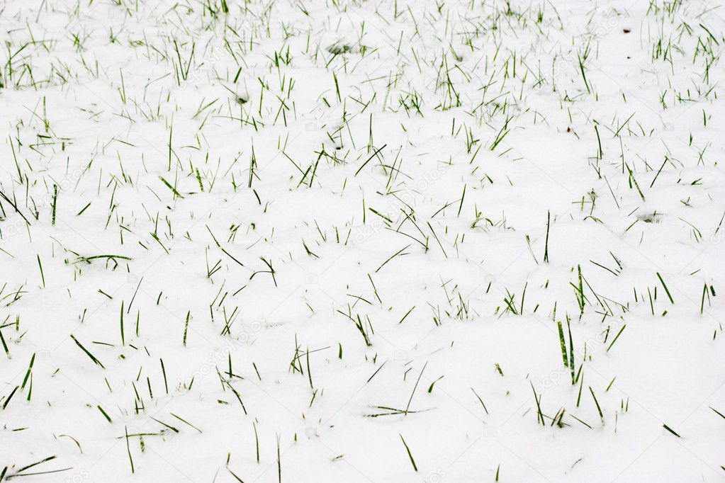 Grass & snow