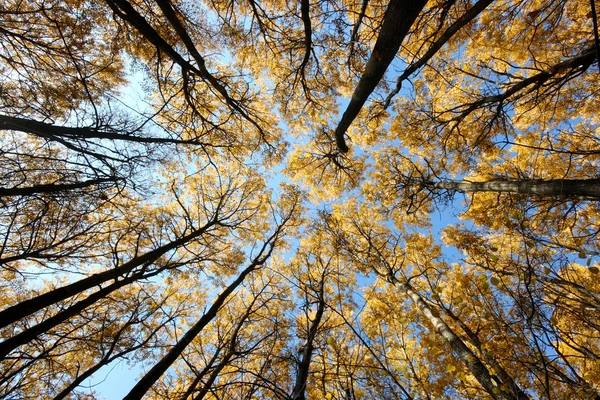 木のクローンズ — ストック写真