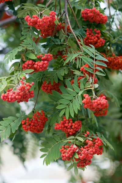 Stock image Rowan