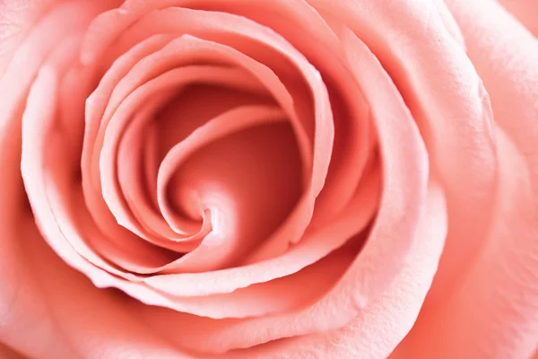 Rosa rosa Imagen de stock