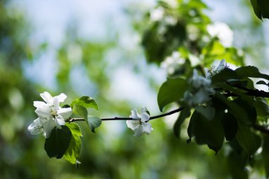 Flower of an apple-tree clipart