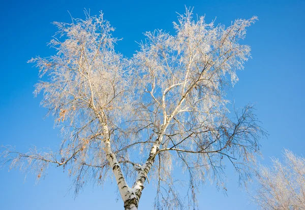 Δέντρο σε ένα χιόνι — Φωτογραφία Αρχείου