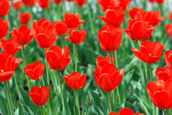 stock image Red tulips