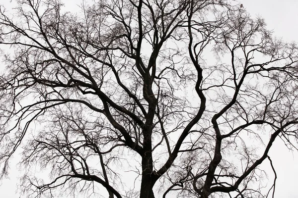 Takken van een boom — Stockfoto
