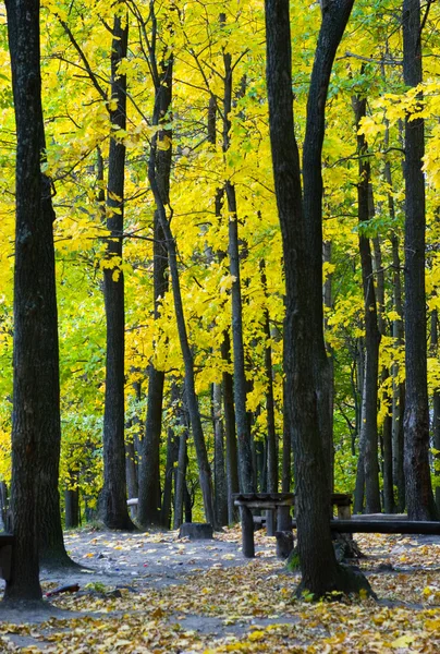 Podzimní dřevo — Stock fotografie