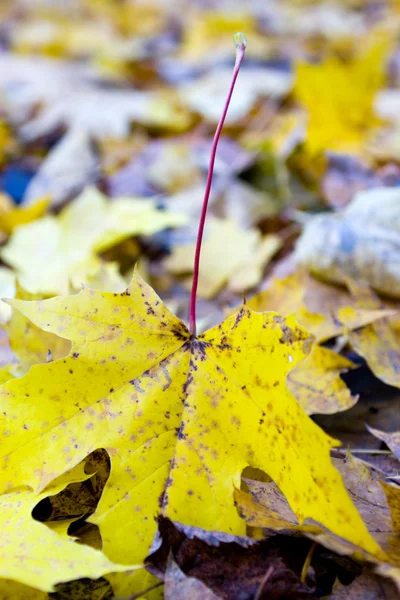 Autumn leaf of a maple — Stock Photo, Image