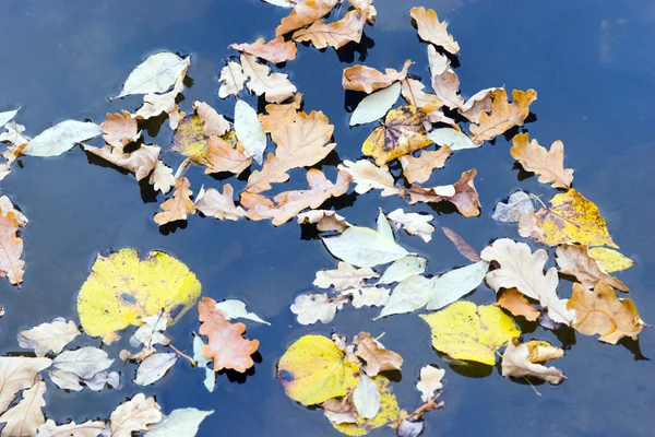 Floating leaves — Stock Photo, Image