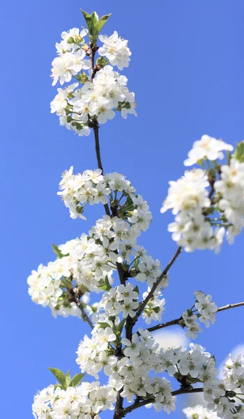 Flor de uma cereja — Fotografia de Stock