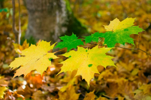 Το φθινόπωρο τα φύλλα σφενδάμου Εικόνα Αρχείου