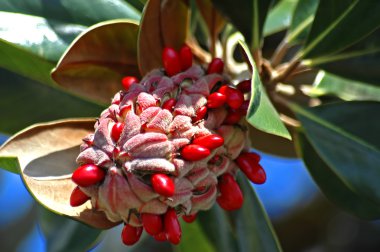 Magnolia grandiflora