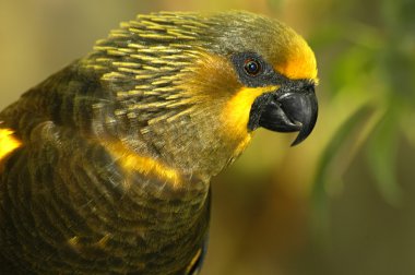 Brown Lory Parrot