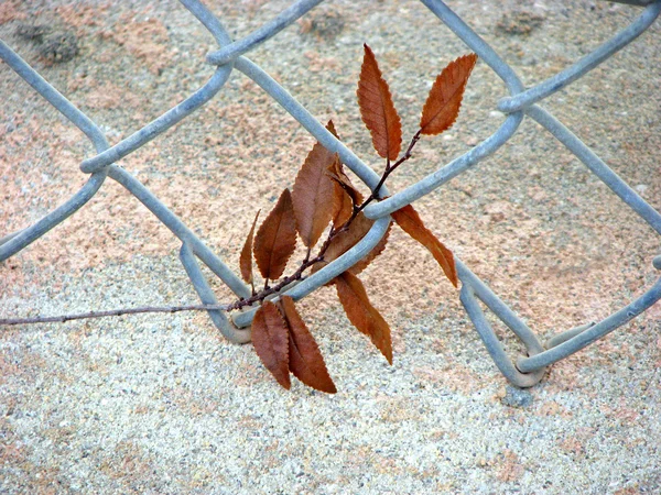 Autumn Leaves in Fence