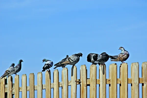 Pombos em cerca — Fotografia de Stock
